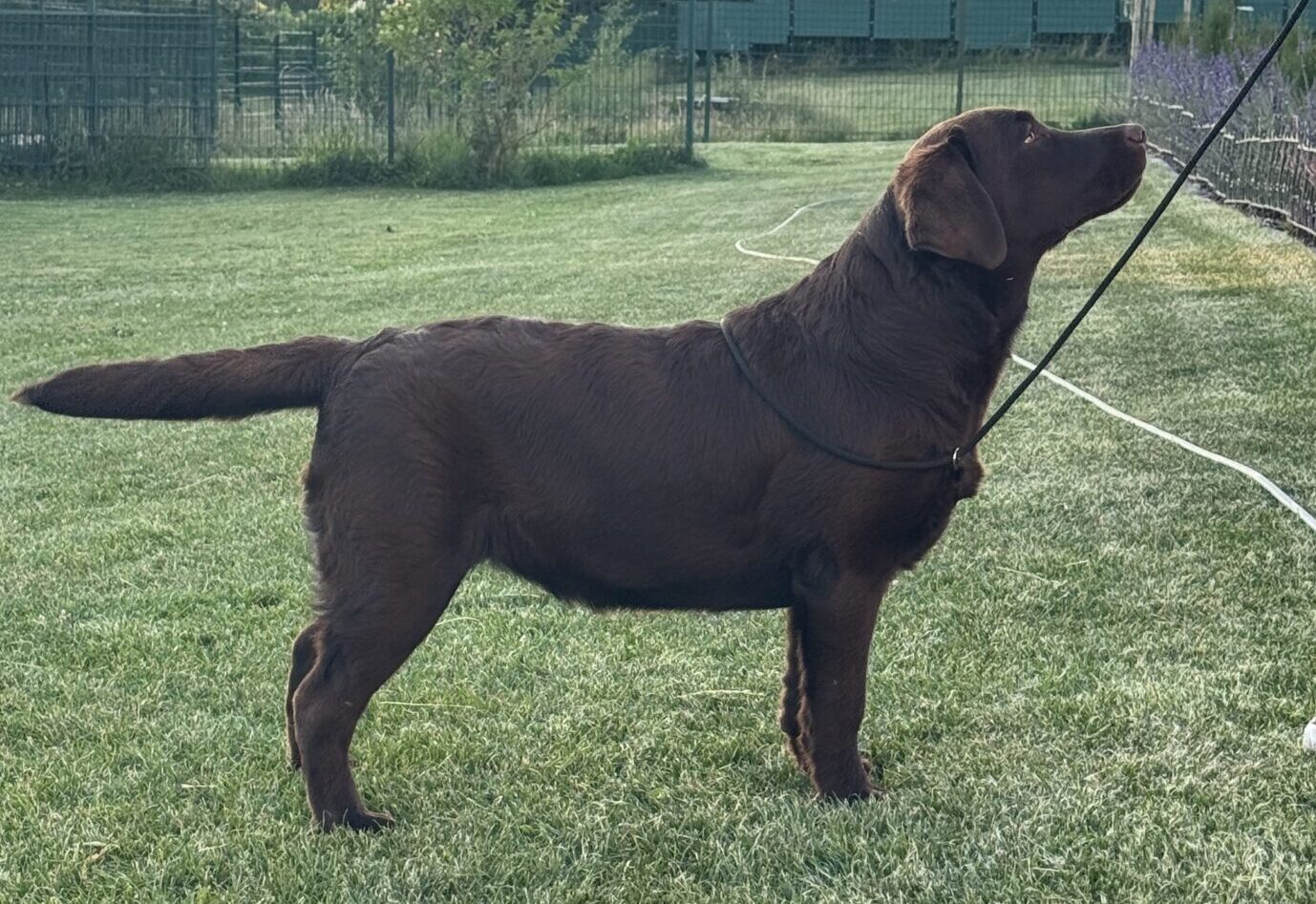 Suki
